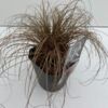 image CAREX BRONZE FORM