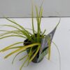 image CAREX EVERILLO