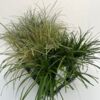 image CAREX VARIE
