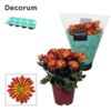 image DENDRANTHEMA 3PP 2COULEURS
