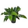 image ANTHURIUM ANDREANUM JUNGLE