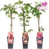 image PARTHENOCISSUS VARIE