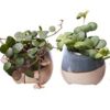 image PEPEROMIA VARIES CERAM