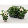 image HIBISCUS VENETIE BLANC