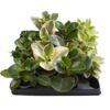 image PEPEROMIA OBTUSIFOLIA