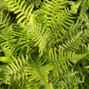 image DRYOPTERIS AFFINIS