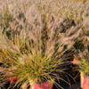 image PENNISETUM ALOPECUROIDES LITTLE BUNNY
