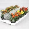 image PLANTES EXT D AUTOMNE