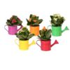 image KALANCHOE FL DBLE ARROSOIR ZINC