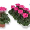 image CYCLAMEN SUPER SERIE ROSE