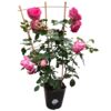 image ROSIER CYCLAMEN P RONSARD PALISSE