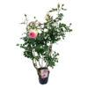 image ROSIER CYCLAMEN P RONSARD PALISSE