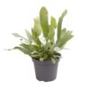 image POLYPODIUM AUREUM