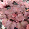 image HEUCHERA GALAXY