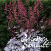 image HEUCHERA SILVER GUMDROP