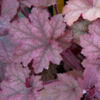 image HEUCHERA BEAUJOLAIS