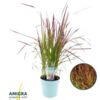 image IMPERATA RED BARON