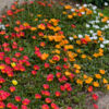 image PORTULACA UMBRATICOLA