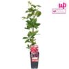 image PARTHENOCISSUS QUINQUEFOLIA