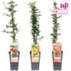 image PYRACANTHA