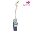 image WISTERIA