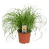 image CYPERUS ZUMULA