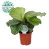 image CALATHEA ORBIFOLIA