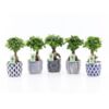 image FICUS GINSENG CERAM