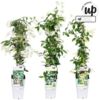 image TRACHELOSPERMUM JASMINOIDES