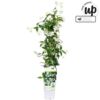 image TRACHELOSPERMUM JASMINOIDES