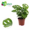 image PHILODENDRON MONSTERA ADANSONII