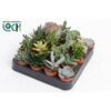 image SUCCULENTE VARIEE