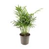image CHAMAEDOREA ELEGANS