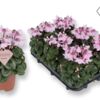 image CYCLAMEN PETTICOAT ROSE