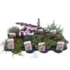 image PLANTES EXT ROCAILLE