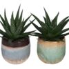 image ALOE VARIE CERAM