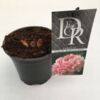 image PAEONIA PIVOINE SARAH BERNHARDT