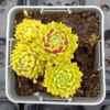 image SEMPERVIVUM LEMON FLARE
