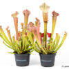 image SARRACENIA LEUCOPHYLLA