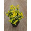 image EUONYMUS SUNSPOT