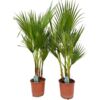 image WASHINGTONIA FILIFERA