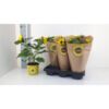 image HELIANTHUS SUNSATION