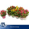 image CELOSIE KELOS FIRE VARIE