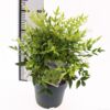 image NANDINA DOMESTICA