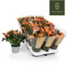 image ROSIER KORDANA ORANGE ROSE