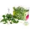 image PHILODENDRON SCANDENS SUSP