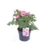 image LAVATERE ROSE