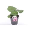 image LAVATERE ROSE
