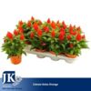 image CELOSIE KELOS FIRE ORANGE
