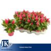 image CELOSIE KELOS FIRE ROSE